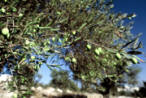 Olive Harvest Photos in Palestine